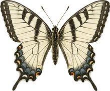 Pale Swallowtail
