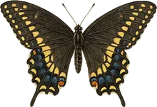 Black Swallowtail