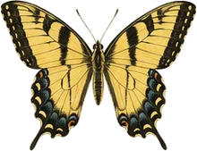 Western Tiger Swallowtail