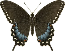 Spicebush Swallowtail