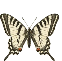 Anise Swallowtail
