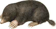 Hairy-tailed Mole
