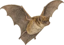 Canyon Bat