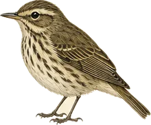 Northern Waterthrush