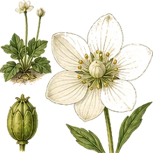 Fen Grass of Parnassus