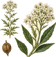 Wild Quinine