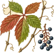 Virginia Creeper