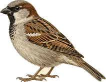 House Sparrow