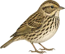 Savannah Sparrow
