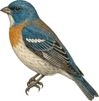 Lazuli Bunting