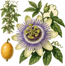 Purple Passionflower