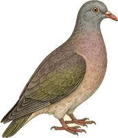 Red-billed Pigeon