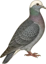 White-crowned Pigeon