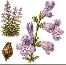 Prairie Beardtongue