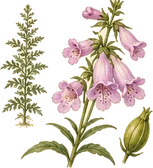 Foxglove Beardtongue