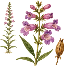 Eaton's Penstemon