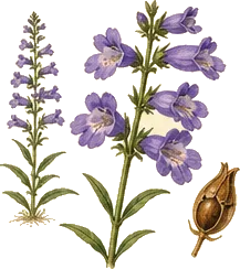 Large-flowered Penstemon