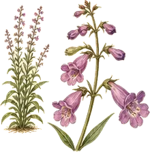 Palmer's Penstemon