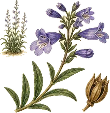 Rocky Mountain Penstemon
