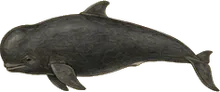 Melon-headed Whale