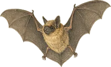 Eastern Small-footed Bat