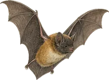 Tricolored Bat