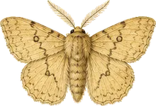 Pale Sallow Moth