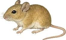 Silky Pocket Mouse