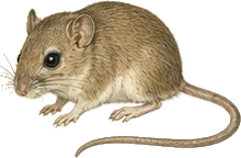 San Joaquin Pocket Mouse