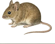 Brush Mouse