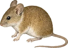 California Mouse