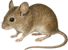 Guatemalan Deer Mouse