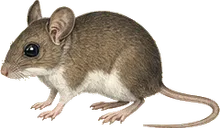 Black-eared Mouse
