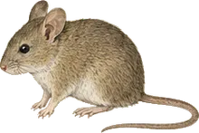 Oldfield Mouse