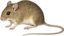 Gleaning Mouse