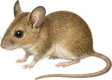 Yucatan Deer Mouse