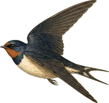 Cliff Swallow