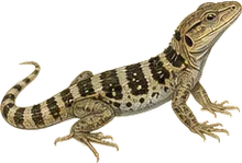 Banded Rock Lizard