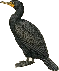 Double-crested Cormorant