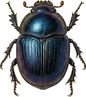 Rainbow Scarab
