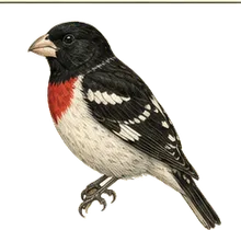 Rose-breasted Grosbeak