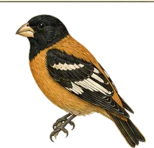 Black-headed Grosbeak