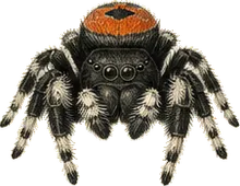 Regal Jumping Spider