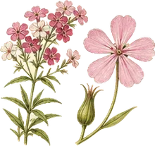 Drummond's Phlox