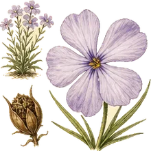 Longleaf Phlox