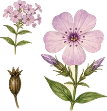 Spotted Phlox