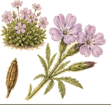 Prairie Phlox