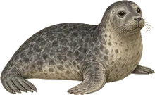 Harbor Seal