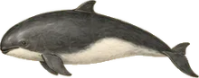 Burmeister's Porpoise