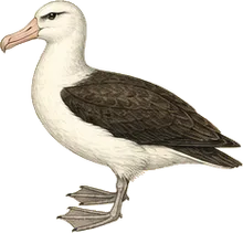 Black-footed Albatross